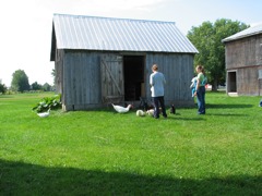 Côté Nord Est du poulailler