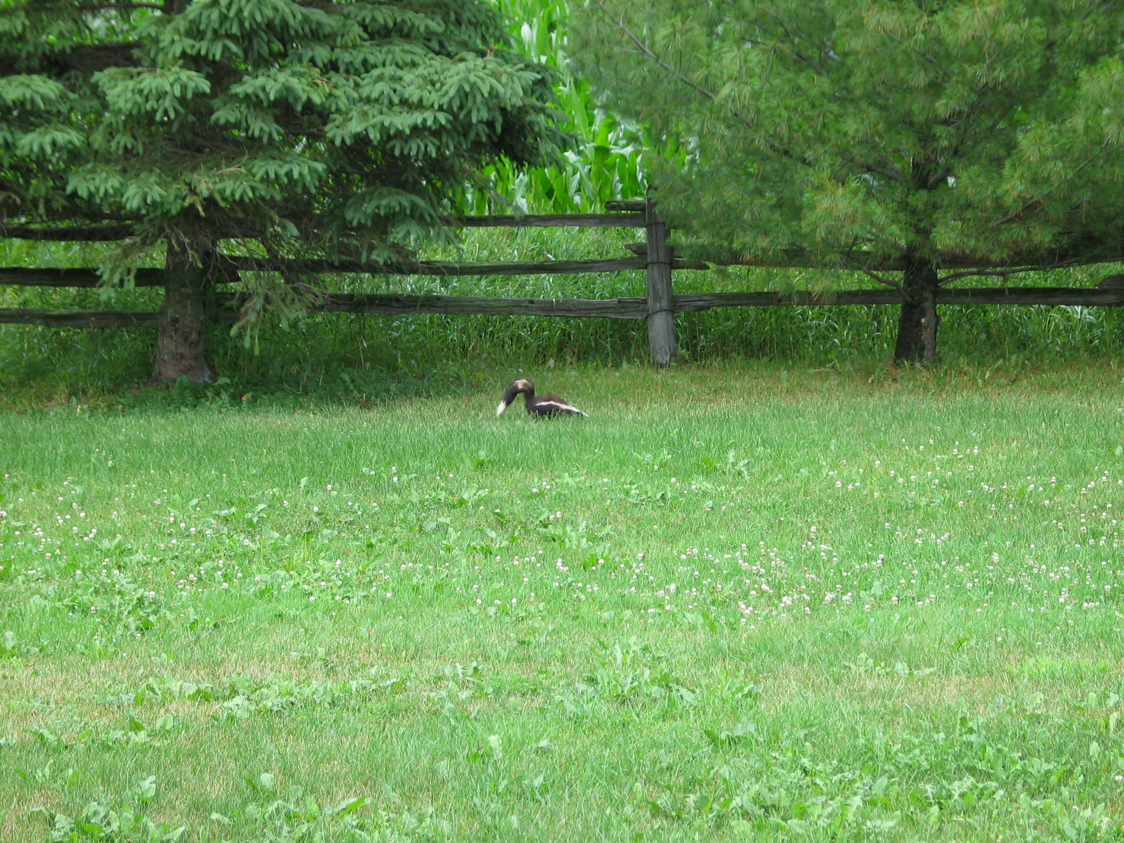 Côté Sud Ouest de la ligne de connifère